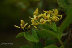 Tristellateia australasiae